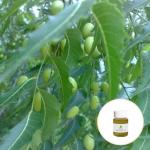 Skin Revitalizer Organic Cold Pressed Neem Oil 100% Pure