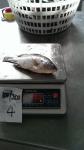 Frozen Tilapia Whole Round Size 100-200