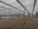 Vegetable Greenhouse Liquid Soil Stabilizer Breeding Soil Solidifying Agent