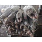HGT Individual Quick Freezing IQF 25kg ＋ Frozen Sword Fish For sale