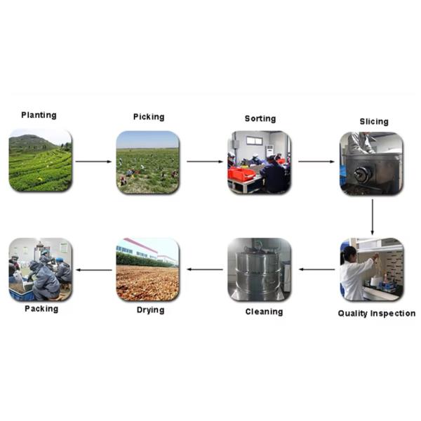 Glycyrrhiza Uralensis Fischer Chinese Herbal Medicines Licorice Herbs