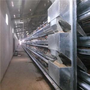 China Chicken Farm Automatic Poultry Feeder System Fast Conveying Speed Land Saving wholesale