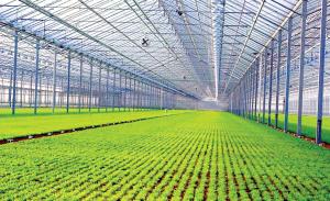 China 4mm Toughened Vegetable Plants Growing Greenhouse wholesale