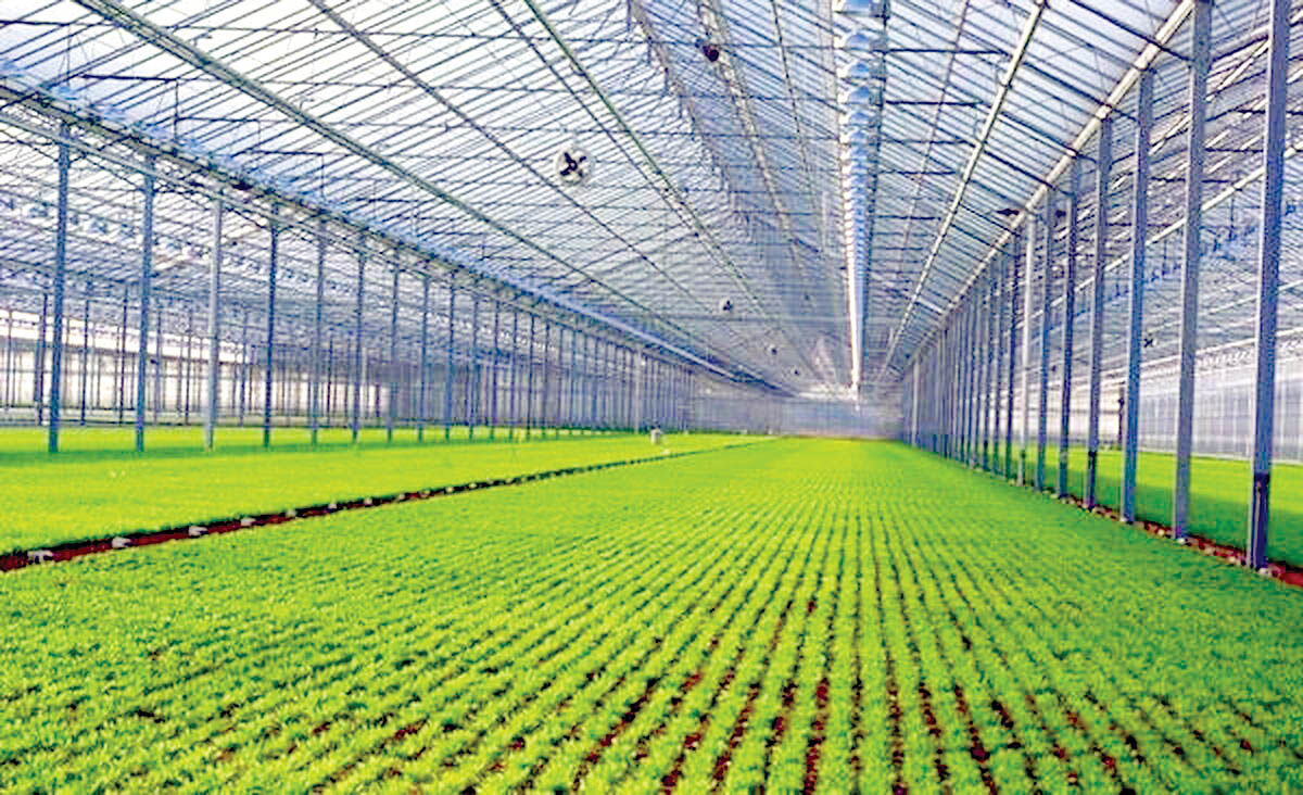 Vegetable Under/Toughened Tempered Glass