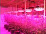 full spectrum led grow lights
