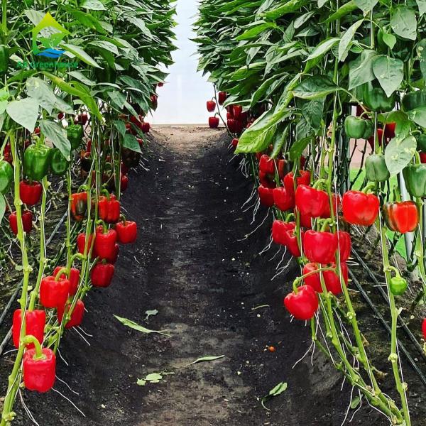 Watermelon Cherry Soilless Hydroponic System NFT PVC Pipe Balcony Vegetable