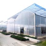 Agriculture Plastic UV Film Poly Tunnel Multi-span Tomato Smart Greenhouse