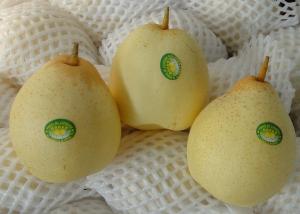 China 18kg Fresh Chinese Ya Pears Fruit wholesale