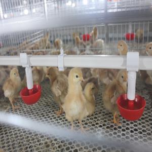 China SONCAP 1 To 45 Days Battery Cage For Broilers Modern A / H Frame wholesale