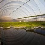 Hydroponic Metal Frame Tunnel Single Span Greenhouse Agriculture Farming Growing