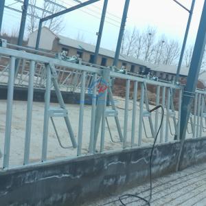 China Sturdy Steel Structure Cow Shed Contemporary Steel Dairy Barns wholesale