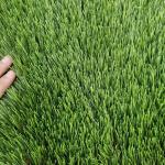 Football Soccer Artificial Lawn Grass Synthetic Turf 16800 Density