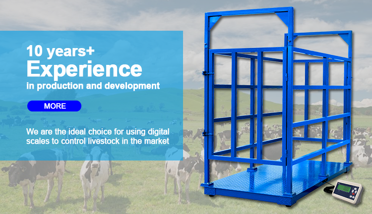 Breeding Farms Textured Panel 2000kg Carbon Steel Animal Livestock Scale with 500g Accuracy and OEM ODM Supported