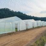 Hot Galvanized Steel Frame Tropical Fruit Grow Greenhouse Commercial Greenhouses
