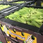 Cartonplast Twinwall Corrugated Plastic Produce Boxes Stackable