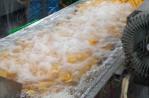 Automatic Bubble Fruit And Vegetable Apricot Washing Cleaning Equipment Line