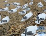 snow goose wind sock decoys, OEM tyvek decoys head