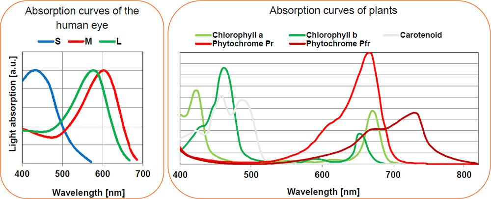Human Eye Curve