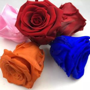 China Wholesale Prices 5-7cm Preserved Flowers Ecuadorian Roses Valentine's Day wholesale