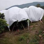 Agricultural Nonwoven Fabric , SMS , PP , PET , Anti-cold Anti-UV Anti-aging