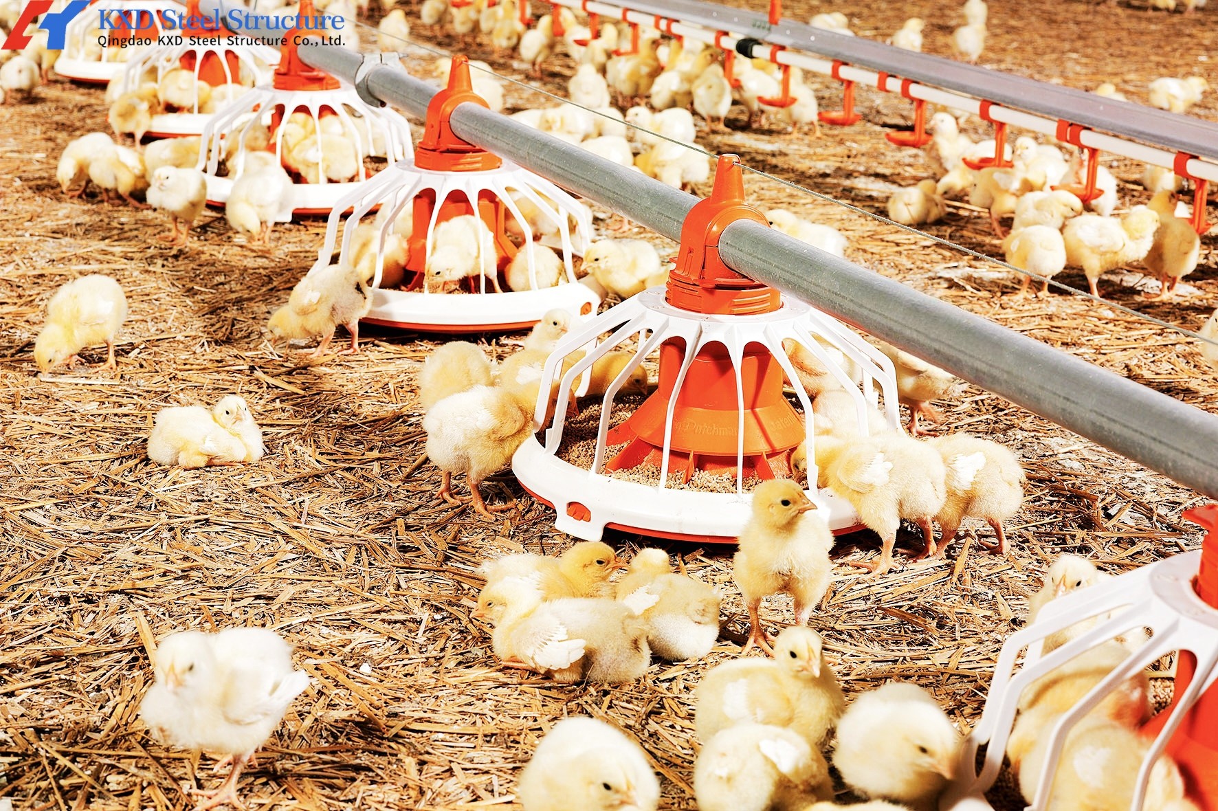 Steel Poultry House Equipment Automatic Customized Broiler Feeding System
