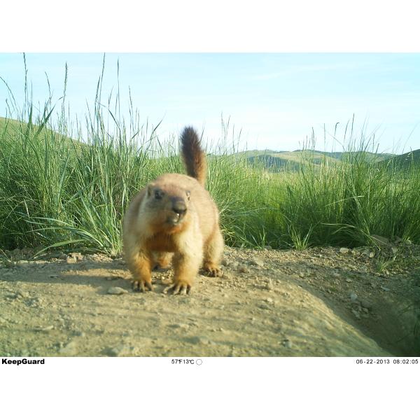 Low Power 0.09mA Waterproof Deer Trail Camera / Action Cameras For Hunting