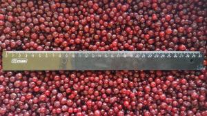 China IQF Individually Quick Freezing Red Lingonberry For Jams &amp; Jellies Making wholesale