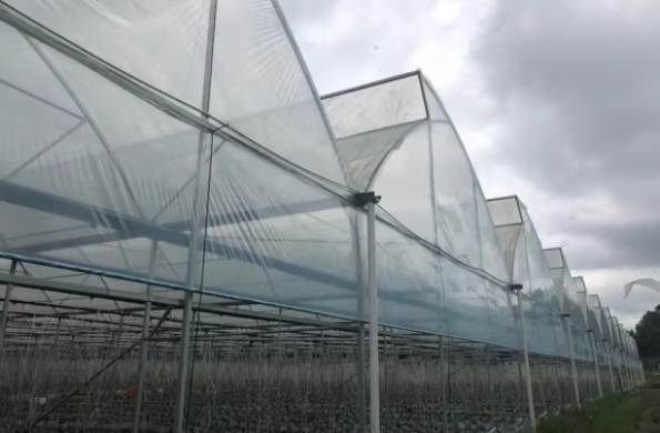 Plastic Film Greenhouses 4.jpg
