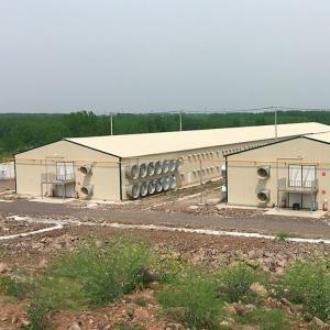 China Prefabricated Chicken Houses Customized Steel Poultry Shed Weather Resistance wholesale