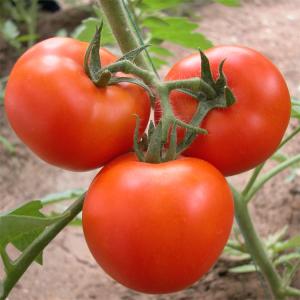 China Tomato Plant Growth Tunnel Plastic Greenhouse Film Covering UV Treated wholesale