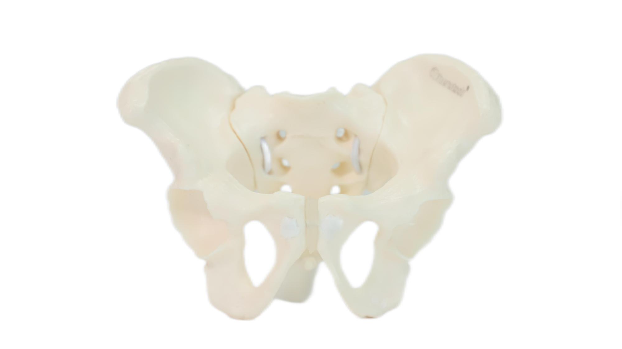 Eco-friendly PVC Hand made Medical Education Artistic Creation Design Ergonomics Physical Education Mini Female Pelvic Mode