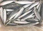 Small Eye Horse Mackerel 500g 1000g Frozen Fishing Bait