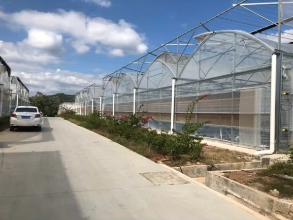Plastic Film Greenhouses 7.jpg