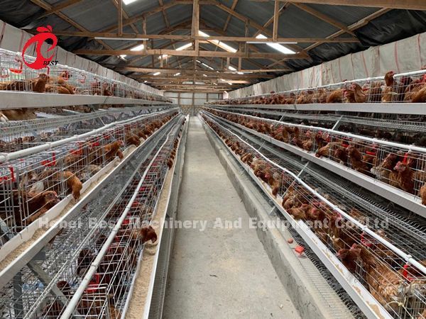 Poultry Farm Battery Cage Price In Nigeria 4 Tier Layer Cage Iris