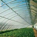 Polyethylene Vegetable Tunnel Film Greenhouse Galvanized Single Span