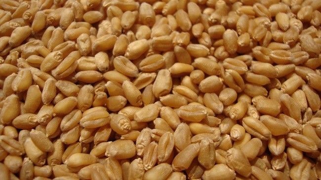 Wheat Colour Sorter Machine with Shape sorting -448 Channels 4.1kw power