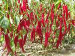 FDA Sweet Pepper Paprika Stemless Dried Red Peppers Anhydrous