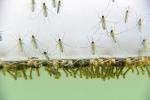 Biological Mosquito Insecticide Mosquito Densovirus Bacillus Thuringiensis Subsp