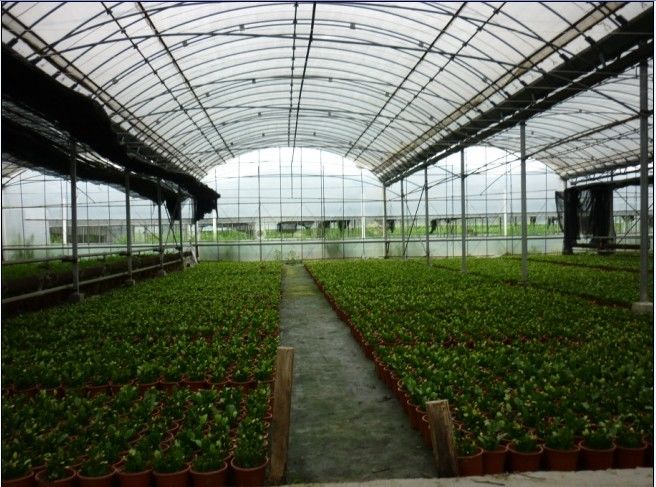 Durable Multi Span Greenhouse Arched Roof Plastic Film Cover 0.12 / 0.15 / 0.20mm