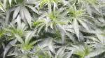 8 Bars ETL 4000K Grow Light For Herb Garden
