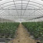 High Tunnel Pe Film Multi Span Greenhouse Automatic Control Agriculture