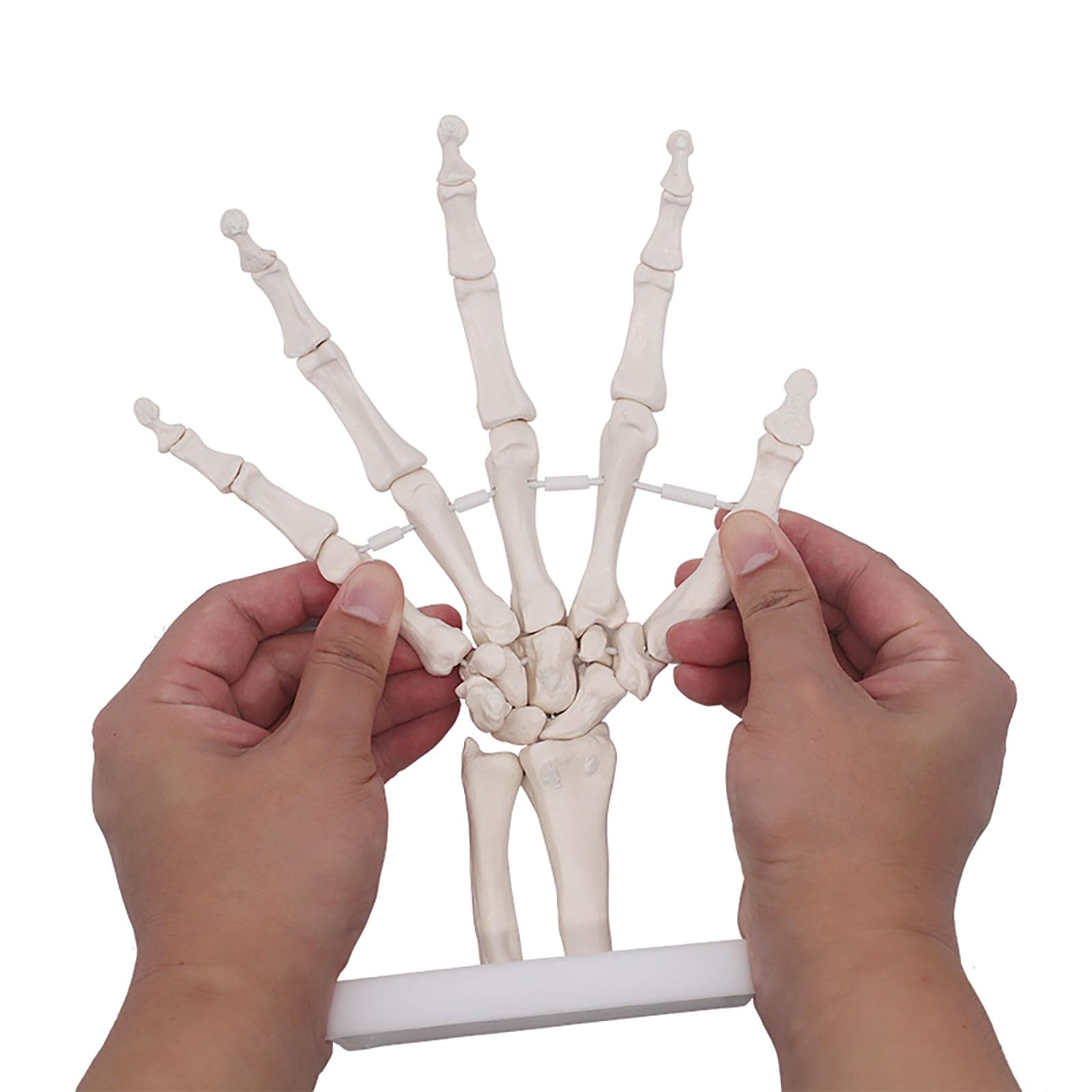Human Life Size 3d Hand Skeleton Mode Flexible For Medical Demonstration