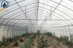 Hot Dip Galvanized Pipe High Tunnel Greenhouse Customizable Agriculture