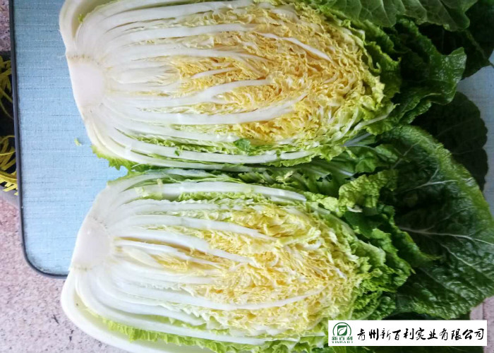 Chinese All Season Cabbage Yellow Inside 15kg / Ctn HACCP GAP Certification