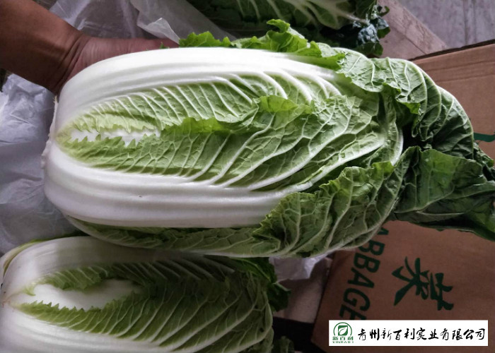 Green Outside Fresh Chinese Cabbage , Small Chinese Cabbage No Pesticide