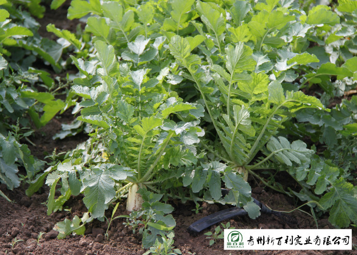 Organic Smooth Surface Fresh White Radish No Moldy Detoxification Function