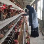 2022 Hot Sale Battery Poultry Layer Cage , coated A Frame Layer Cages 25 years