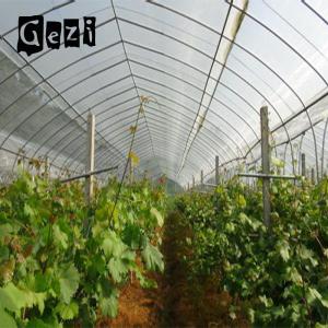 China 60gsm High Tensile Strength Insect Mesh Netting For Disease Prevention wholesale