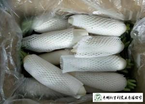 China Delicious Fresh White Radish Thin Skin High Moisture Content Easy Storage wholesale