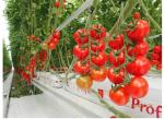 Arched / Dome Tomato Plant Greenhouse Cover Material PEP / PO Plastic Film